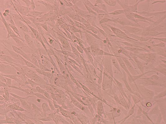 Harga yang bagus Faktor Pertumbuhan Stem Cell Culture Suplemen Stem Cell Untuk Penyimpanan Nitrogen Cair on line