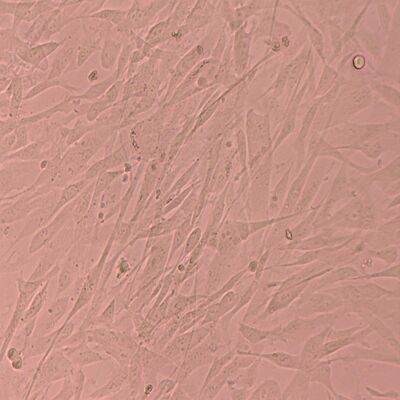 Research Function Stem Cells Liquid Nitrogen Storage  For Cell Culture Conditions