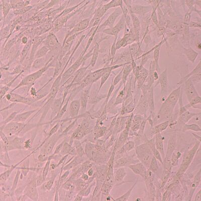 Goede prijs Feeder Free Stem Cells Culture Format Pluripotent Stem Cells Onderzoeksbehoeften online