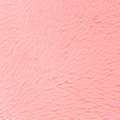 Buen precio Células madre de alta pureza innovadoras Laboratorio clínica clínica Células madre de alta viabilidad en línea