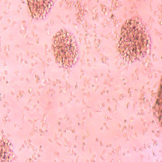 Buon prezzo Potenti cellule immunitarie Salute ottimale Cellule del sistema immunitario in linea
